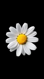 Pure White Daisy Blooms with Radiant Yellow Center