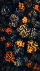 Digital painting of aerial autumn canopy in clustered plan view.