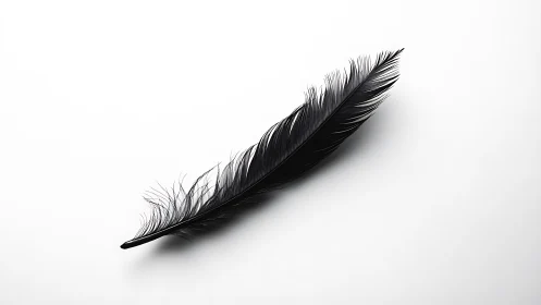 Midnight feather drifting across a paper-bright silence.