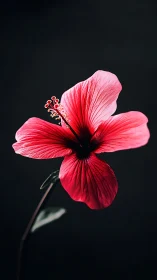 Radiant Pink Hibiscus Blooming in Darkness.