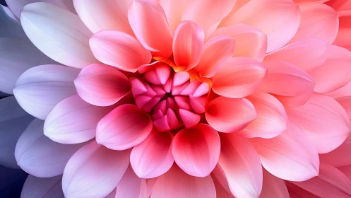 Pink Dahlia Flower Close-up with Layered Petals