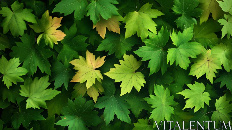 Leafy green canopy gently celebrates nature&rsquo;s quiet rhythm