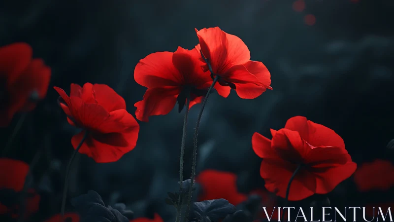 Red Poppies Against Dark Sky. Luminous Petals.