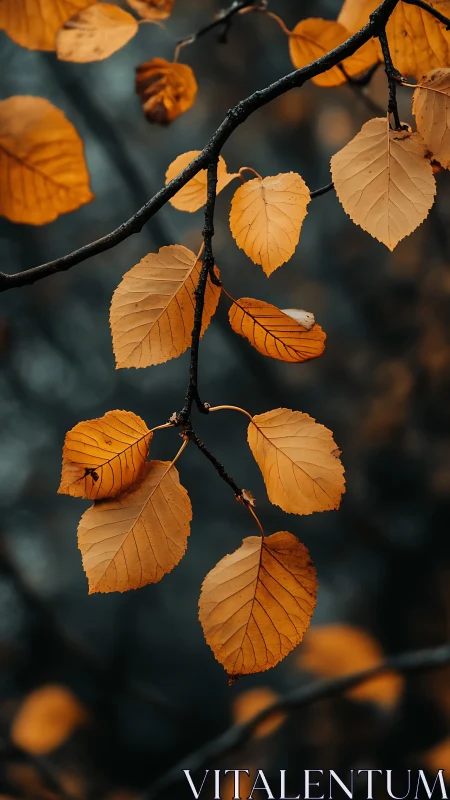Golden autumn leaves glowing softly against deep blue woods.