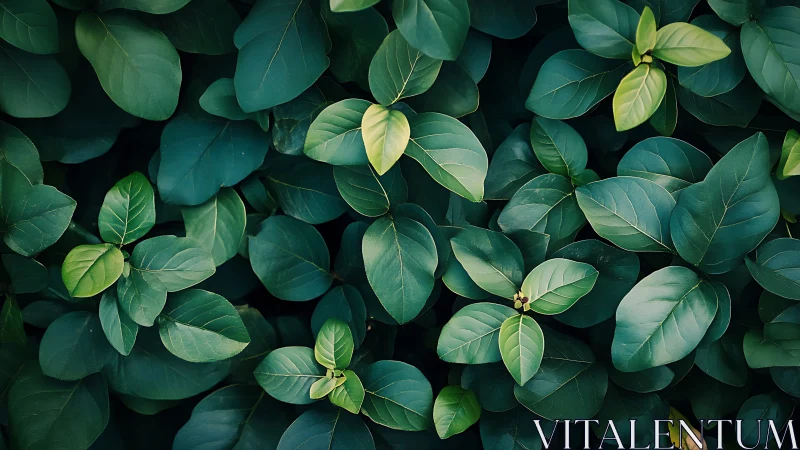 Dense cluster of green elliptical leaves in overhead view.