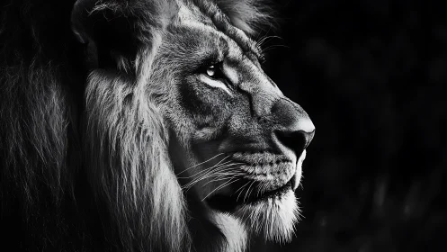 Black and white profile portrait of a focused male lion.