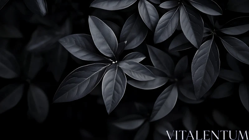 Dark glossy leaves form radial cluster under soft light