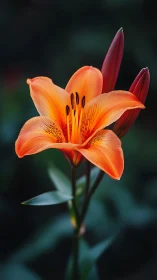 Vibrant Orange Lily Against Dark Green Foliage.