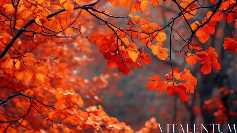 Overhanging deciduous branches display dense orange foliage