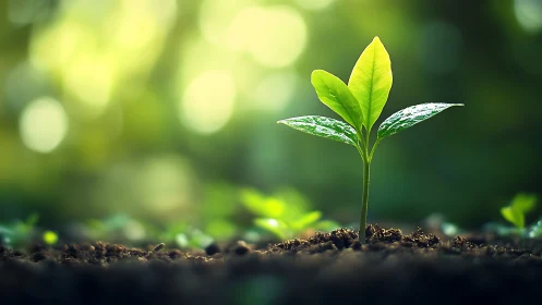 Vibrant young plant sprouting in sunlit soil, naturalistic style.