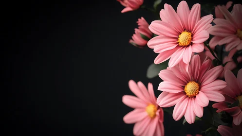 Pink Daisy Cluster Against Dark Background Composition.