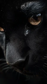 Black Cat's Golden Gaze in Moonlight.