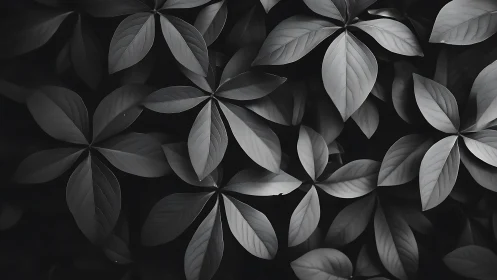 Midnight leaf rosettes bloom in soft monochrome quiet.