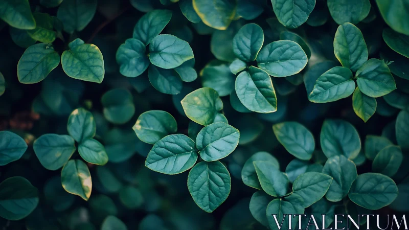 Dense green foliage pattern with soft natural lighting.