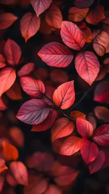 Crimson leaf chorus glows against a shadowed autumn hush.