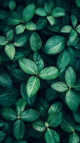 Dense glossy green leaves form structured natural pattern