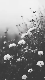 Delicate Floral Composition in Monochrome: Garden Blooms Study.