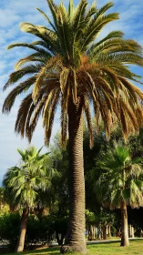 Sunlit palm trees welcoming you into a calm green escape.