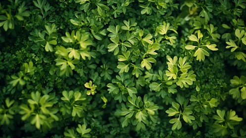 Gentle green leaves creating a cozy garden blanket.
