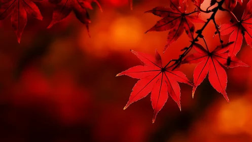 Scarlet maple leaves glow against a soft autumn bokeh background.
