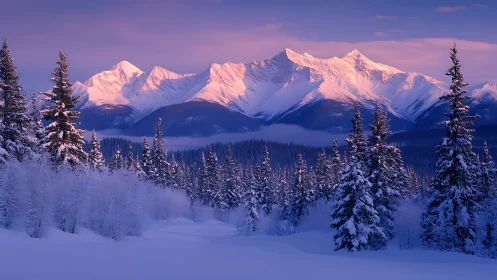 Snowy evergreen valley under pink alpine sunrise light.