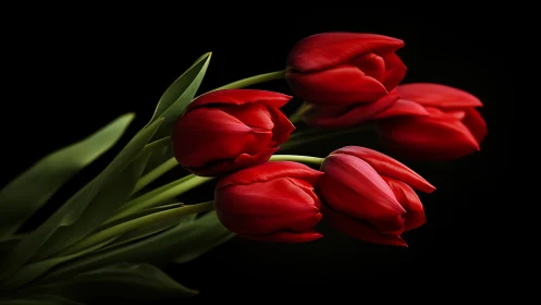 Red Tulips Against Dark Background Studio Arrangement