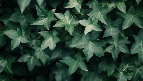 Ivy stars quietly assemble into a deep green constellation