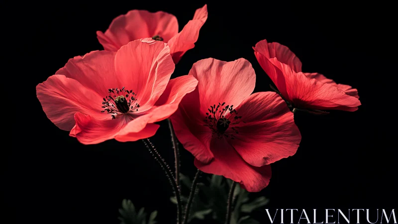 Brilliant Red Poppies Dancing Against Dark Elegance