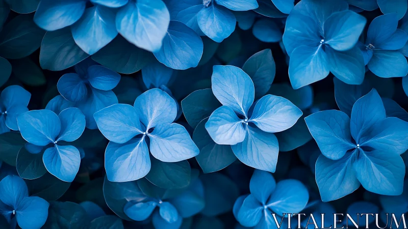 Blue hydrangea flowers fill frame in high contrast focus