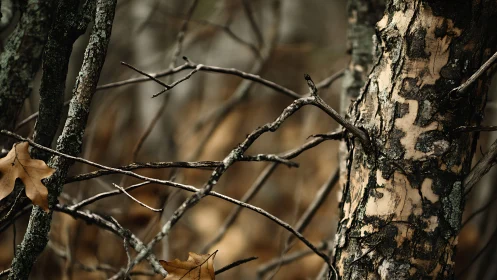 Close-up of Autumn Forest Branches and Textured Tree Bark, Nature Photography.