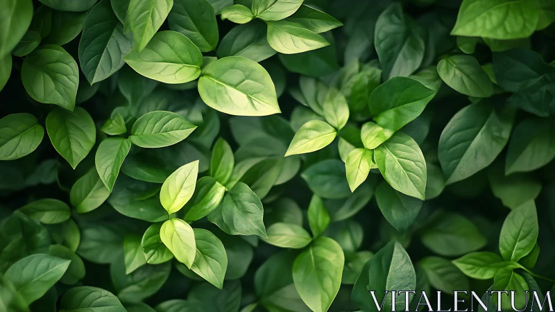 Dense green foliage exhibits layered leaf geometry and tonal contrast