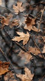 Russet leaf fleet drifting quietly across mirrorwater.