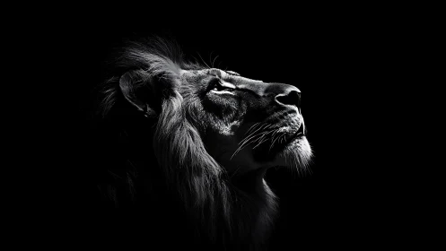 Majestic lion gazes upward in striking black and white light