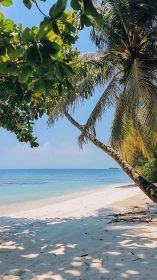 Tropical Beach Palms Swing Into Turquoise Waters.
