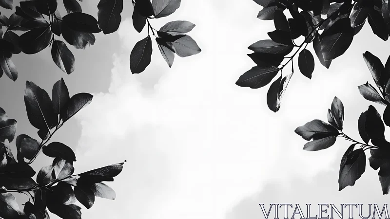 Black and white leafy branches framing cloudy sky scene.