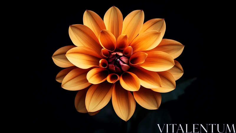 Golden Dahlia Bloom Against Dark Backdrop