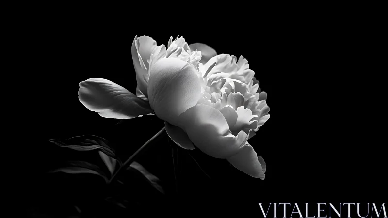 White Peony in Monochrome Against Dark Background.