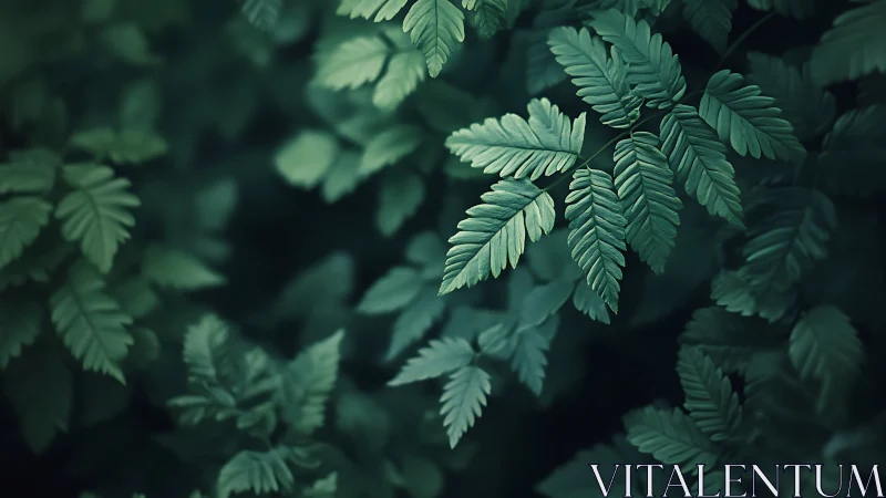 Moody close-up foliage with layered fernlike leaves.