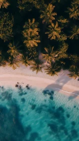 Tropical Paradise Meets Ocean: An Aerial View of Sandy Shore Bliss