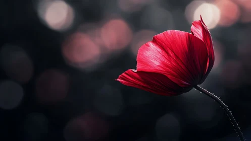 Red Flower Against Blurred Background