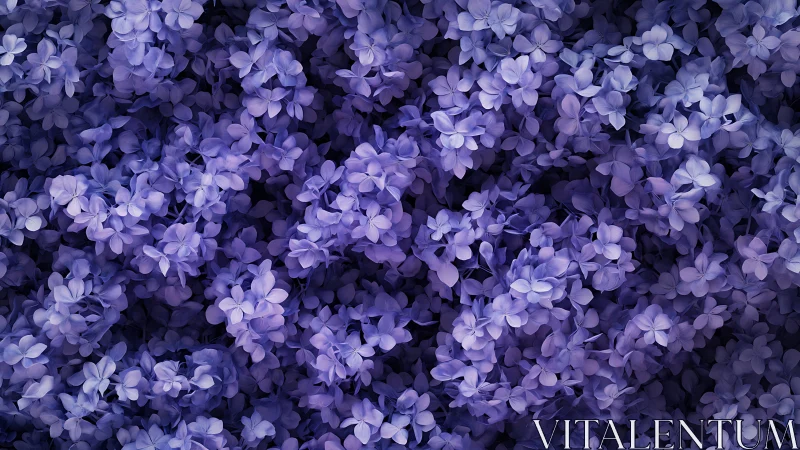 Purple Lilac Flower Clusters in Dense Blooming Formation