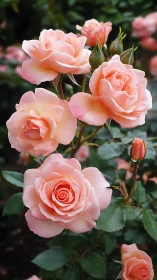 Pink Garden Roses in Bloom with Buds and Green Foliage.