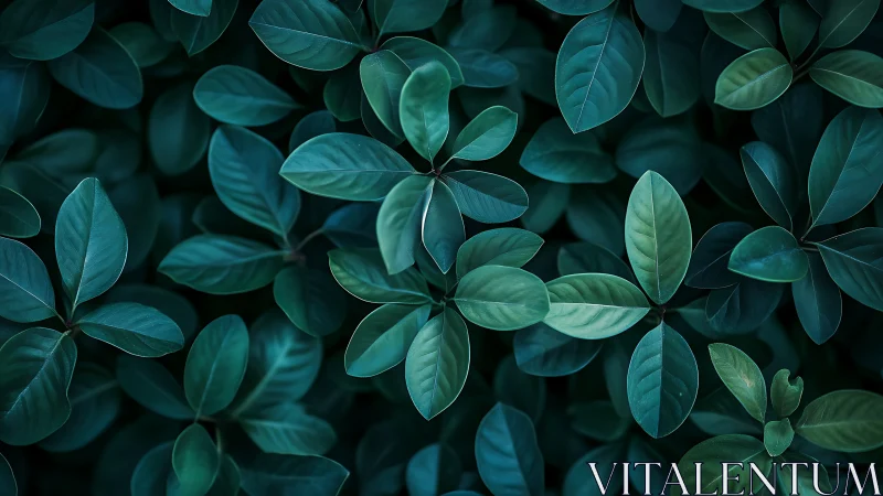 Cool blue-green leaves forming a quiet forest carpet.