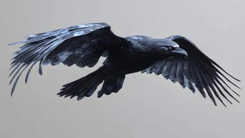 Majestic Black Raven in Flight Against Minimalist Gray Background.