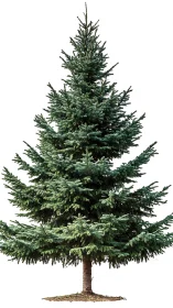 Evergreen spruce standing tall with calm seasonal charm.