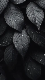 High-contrast macro study of overlapping wet leaves in low-key lighting