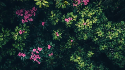 Magenta Blooms Against Deep Green Foliage.