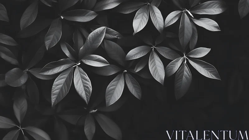 Monochrome overhead foliage with directional side lighting contrast
