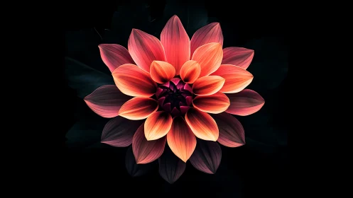 Radiant dahlia blossom glows softly against deep black