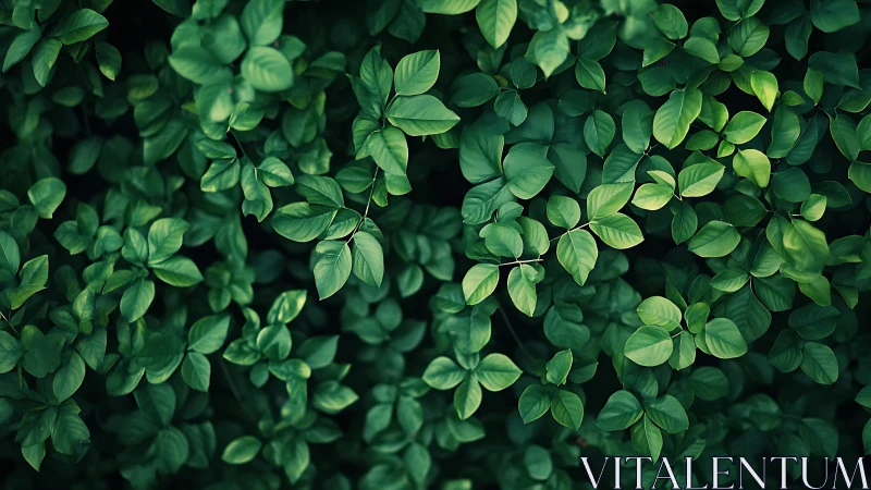 Lush green foliage fills the frame in calming natural detail.